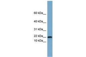 Image no. 1 for anti-Proline Rich 13 (PRR13) (AA 35-84) antibody (ABIN6744150)