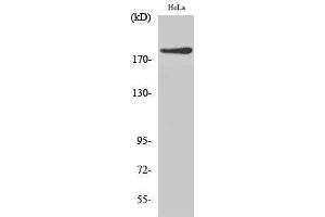Image no. 1 for anti-IQ Motif Containing GTPase Activating Protein 1 (IQGAP1) (N-Term) antibody (ABIN3185218)