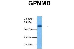 Image no. 2 for anti-Osteoactivin (GPNMB) (N-Term) antibody (ABIN2781893)