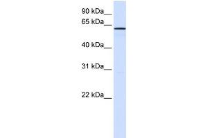 Image no. 1 for anti-Family with Sequence Similarity 20, Member A (FAM20A) (N-Term) antibody (ABIN2782910)
