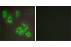 Image no. 2 for anti-BCL2-Like 2 (BCL2L2) (AA 131-180) antibody (ABIN1534430)