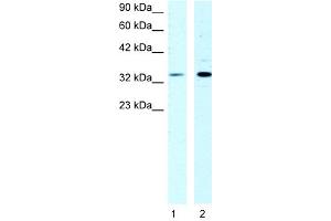 Image no. 1 for anti-Cold Shock Domain Protein A (CSDA) (N-Term) antibody (ABIN2792652)
