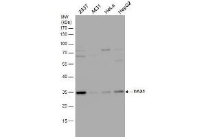 Image no. 2 for anti-HCLS1 Associated Protein X-1 (HAX1) (Center) antibody (ABIN2855251)