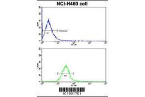 Image no. 3 for anti-PTK7 Protein tyrosine Kinase 7 (PTK7) (AA 21-52), (N-Term) antibody (ABIN392230)