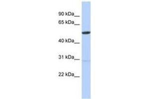 Image no. 1 for anti-Zinc Finger Protein 529 (ZNF529) (AA 104-153) antibody (ABIN6742862)