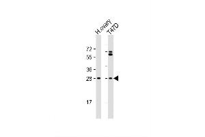Image no. 2 for anti-Folliculogenesis Specific Basic Helix-Loop-Helix (FIGLA) (AA 108-137) antibody (ABIN1537744)