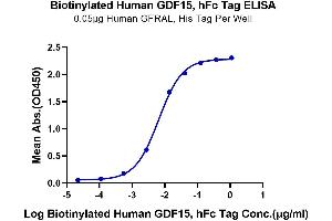 ELISA image for Growth Differentiation Factor 15 (GDF15) protein (Fc Tag,Biotin) (ABIN7274726)
