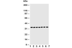 DCI antibody  (C-Term)