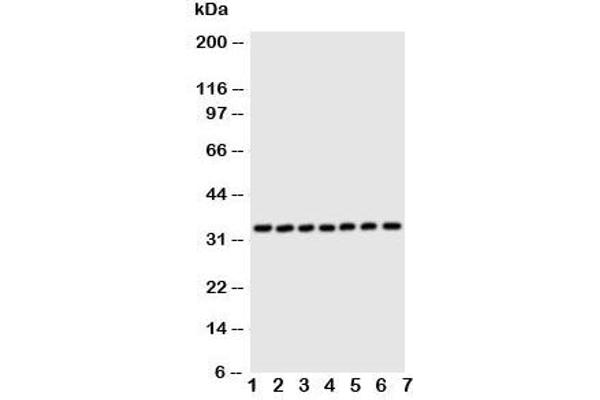 DCI anticorps  (C-Term)