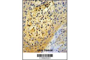 Image no. 3 for anti-Secreted Protein, Acidic, Cysteine-Rich (Osteonectin) (SPARC) (C-Term) antibody (ABIN2503413)