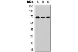 Image no. 1 for anti-Solute Carrier Family 6 (Neurotransmitter Transporter, Betaine/GABA), Member 12 (SLC6A12) (C-Term) antibody (ABIN2704533)
