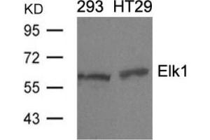 Image no. 3 for anti-ELK1, Member of ETS Oncogene Family (ELK1) (Ser389) antibody (ABIN197160)