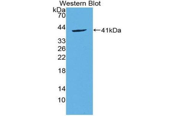 anti-Chemokine (C-C Motif) Ligand 20 (CCL20) (AA 24-95) antibody