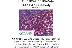 Image no. 1 for anti-CD247 Molecule (CD247) (AA 1-165), (full length) antibody (ABIN1723823)