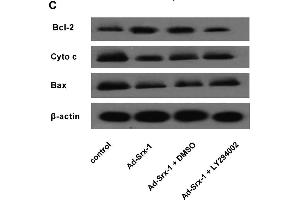 Image no. 6 for anti-Sulfiredoxin 1 (SRX1) (AA 45-137) antibody (ABIN1387599)