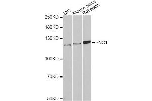 Image no. 1 for anti-Basonuclin 1 (BNC1) antibody (ABIN6291537)