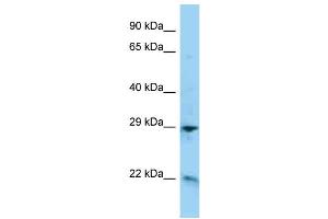 Image no. 1 for anti-Adrenomedullin (ADM) (C-Term) antibody (ABIN2784687)