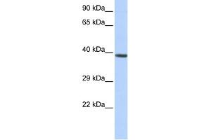 Image no. 1 for anti-Homeobox A2 (HOXA2) (Middle Region) antibody (ABIN2780802)