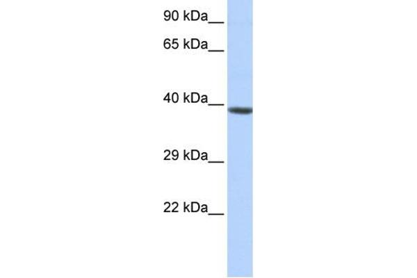 anti-Homeobox A2 (HOXA2) (Middle Region) antibody
