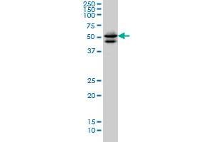 Image no. 2 for anti-GATA Binding Protein 2 (GATA2) (AA 1-102) antibody (ABIN561006)