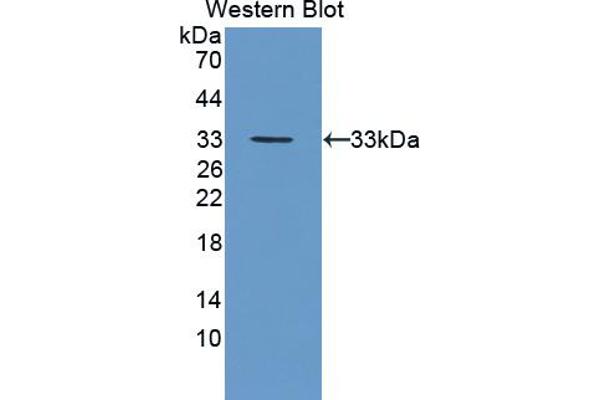 FES antibody  (AA 510-770)