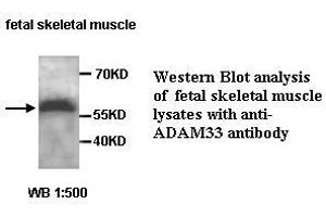 Image no. 1 for anti-ADAM Metallopeptidase Domain 33 (ADAM33) antibody (ABIN6583492)