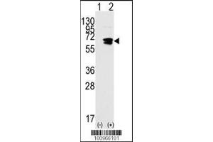 Image no. 2 for anti-RAD9 Homolog A (S. Pombe) (RAD9A) (AA 1-30) antibody (ABIN388113)