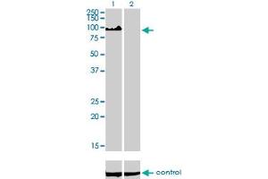 Image no. 2 for anti-Zinc Fingers and Homeoboxes 2 (ZHX2) (AA 691-788) antibody (ABIN564953)
