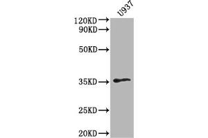 OR1K1 antibody  (AA 261-273)