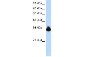 Image no. 1 for anti-Polypyrimidine Tract Binding Protein 2 (PTBP2) (N-Term) antibody (ABIN629977)