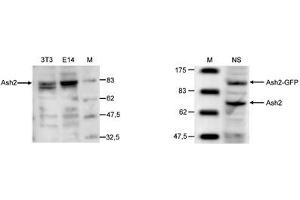 Image no. 3 for anti-Achaete-Scute Complex Homolog 2 (ASCL2) (C-Term) antibody (ABIN6657882)