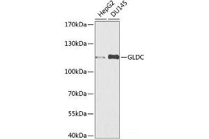 GLDC Antikörper