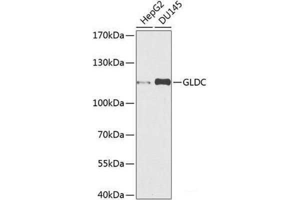 GLDC Antikörper