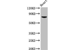 Western Blot Positive WB detected in: Mouse heart tissue All lanes: PRDM13 antibody at 2.