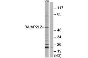 BAIAP2L2 抗体