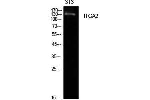 Image no. 2 for anti-Integrin alpha 2 (ITGA2) (Internal Region) antibody (ABIN3181434)