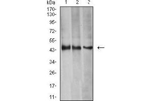 Image no. 4 for anti-Aurora Kinase A (AURKA) (AA 268-404) antibody (ABIN5611121)