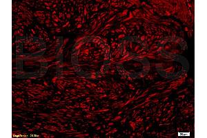 Image no. 5 for anti-Nuclear Factor (erythroid-Derived 2)-Like 2 (NFE2L2) (AA 15-65), (pSer40) antibody (ABIN676673)