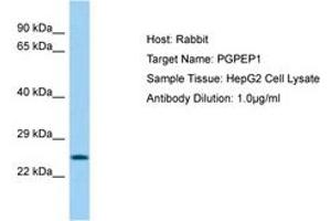 Image no. 1 for anti-Pyroglutamyl-Peptidase I (PGPEP1) (AA 64-113) antibody (ABIN6750222)