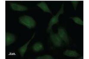 Image no. 1 for anti-Protein Phosphatase 1, Regulatory Subunit 13 Like (PPP1R13L) antibody (ABIN931102)