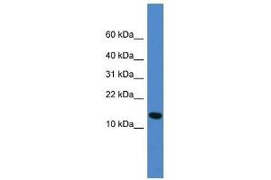 Image no. 1 for anti-Ubiquitin-Fold Modifier 1 (UFM1) (Middle Region) antibody (ABIN929223)