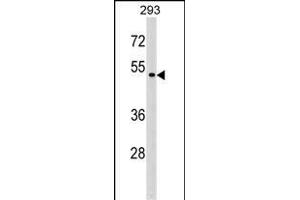 P2RX6 Antibody (Center) (ABIN1538001 and ABIN2848759) western blot analysis in 293 cell line lysates (35 μg/lane).