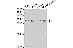 Image no. 1 for anti-Interleukin 7 (IL7) antibody (ABIN3022323)