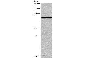 Image no. 1 for anti-Forkhead Box D1 (FOXD1) antibody (ABIN2431343)