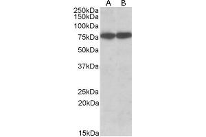Image no. 2 for anti-Heat Shock 70kDa Protein 8 (HSPA8) (Internal Region) antibody (ABIN185659)