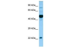 Image no. 1 for anti-Hypocretin (Orexin) Receptor 1 (HCRTR1) (N-Term) antibody (ABIN2790108)