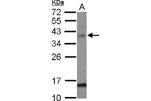 Image no. 1 for anti-MAD2L1 Binding Protein (MAD2L1BP) (AA 1-274) antibody (ABIN1499250)