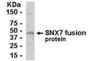 Image no. 1 for anti-Sorting Nexin 7 (SNX7) (AA 1-387) antibody (ABIN2467909)