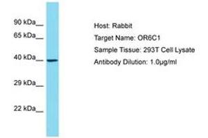 OR6C1 anticorps  (AA 227-276)