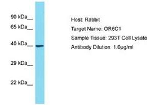 OR6C1 antibody  (AA 227-276)